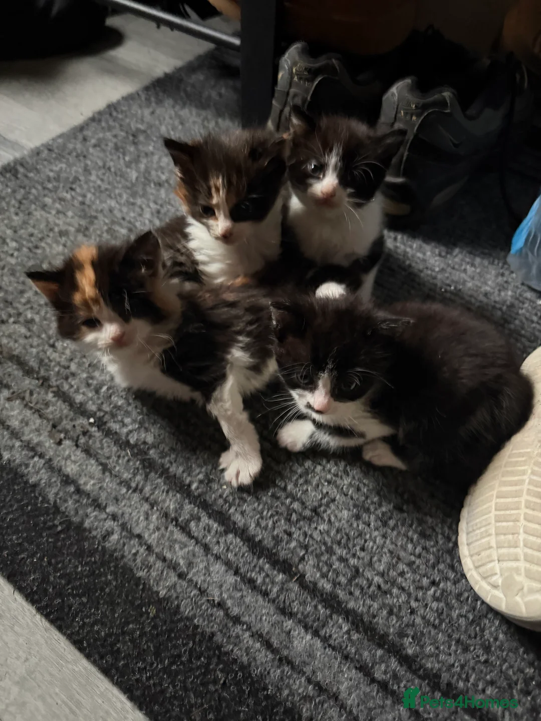 Mixed Breed cats for sale: Kittens - Advert 1