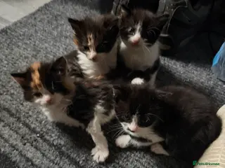 Mixed Breed cats Kittens - Advert 1