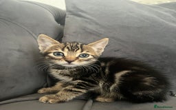 Bengal cats for sale: Bengal Kittens - Image 1