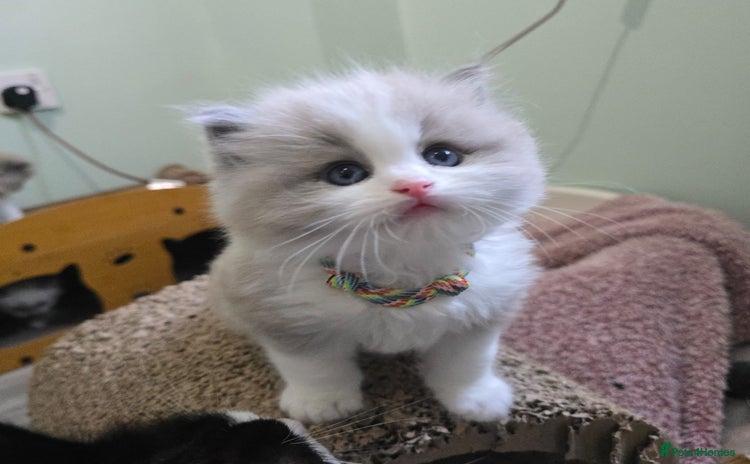 Ragdoll cats 🐾 Beautiful Mink Ragdoll Kittens 🐾 - Advert 4