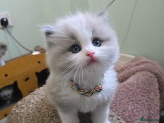 Ragdoll cats 🐾 Beautiful Mink Ragdoll Kittens 🐾 - Advert 3