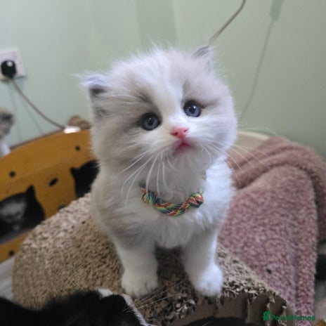 Ragdoll cats 🐾 Beautiful Mink Ragdoll Kittens 🐾 - Advert 11