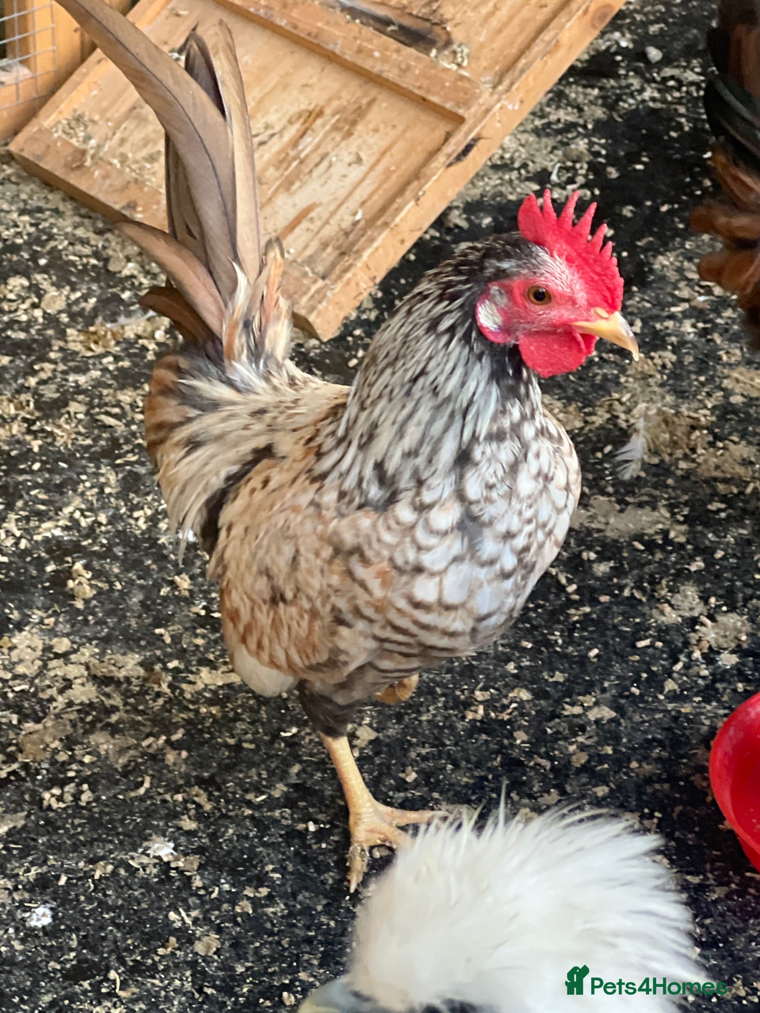 Chickens poultry 2 Serema cocks 3 months old - Advert 1