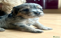 Border Terrier dogs for sale: Stunning Border Teddies - Image 6