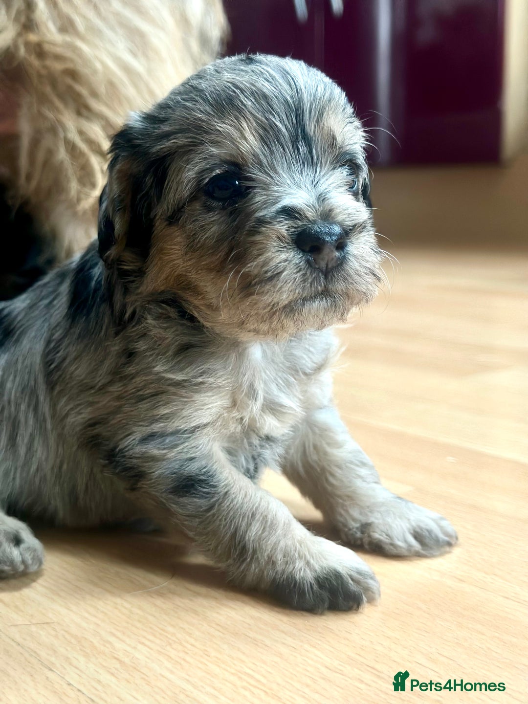 Border Terrier dogs for sale: Stunning Border Teddies - Image 6