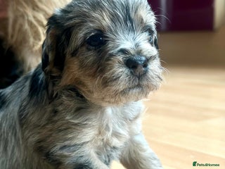 Border Terrier dogs Stunning Border Teddies - Advert 4