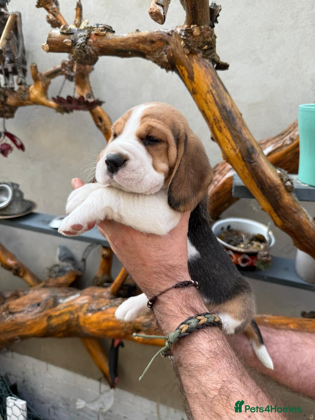 Beagle dogs for sale: Beagle puppies ready soon💕 - Image 2