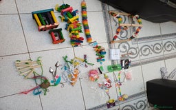 Macaws birds for sale: Blue & Gold Macaw For Sale - Image 38