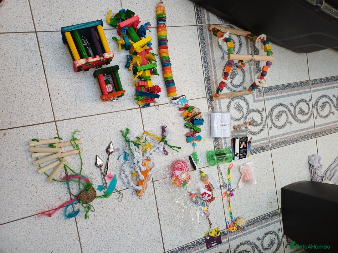 Macaws birds for sale: Blue & Gold Macaw For Sale - Image 38