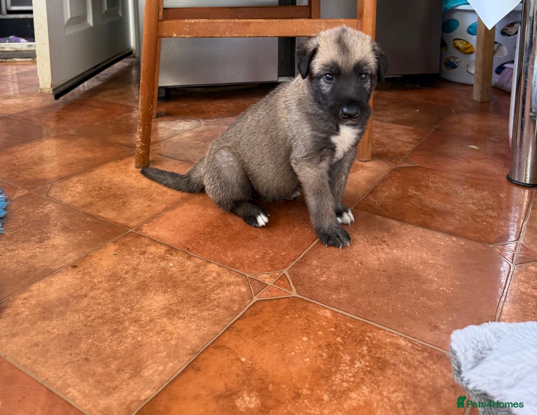 Irish Wolfhound dogs for sale: Bred From Extensively Health Tested Parents - Advert 13