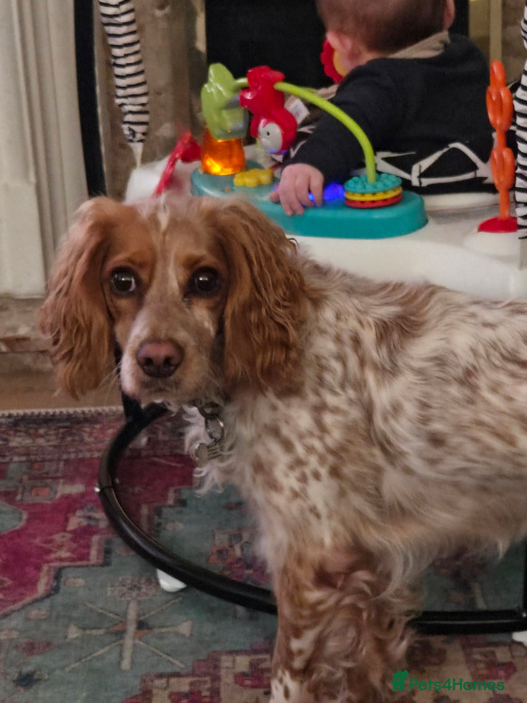 Cockapoo dogs for sale: Female cockerpoo - Image 3