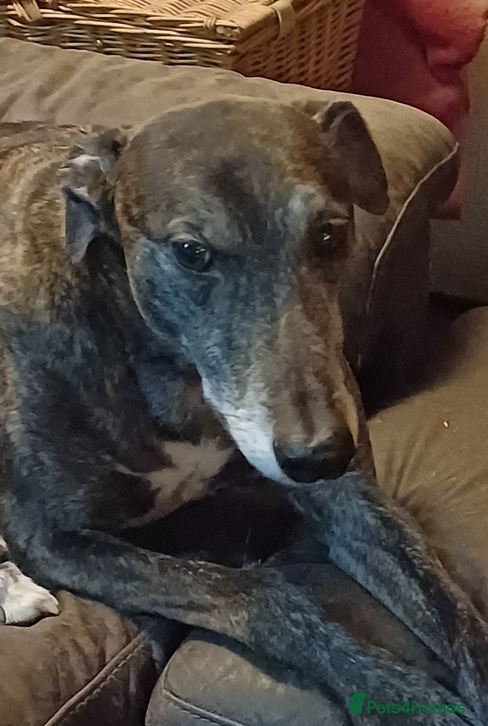 Greyhound dogs Ex racer looking for a new sofa - Advert 1