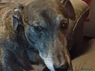 Greyhound dogs Ex racer looking for a new sofa - Advert 2