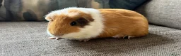 Guinea Pig rodents for sale: Lovely boy, with cage, lost his companion  in Gravesend - Advert 4