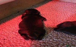 Rottweiler dogs for sale: 4 beautifull rottweiler - Image 3