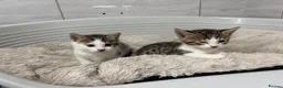 Bengal cats for sale: Bengal cross  - Advert 8