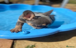 French Bulldog dogs for sale: Lilac and tan flight carrier male  - Image 4