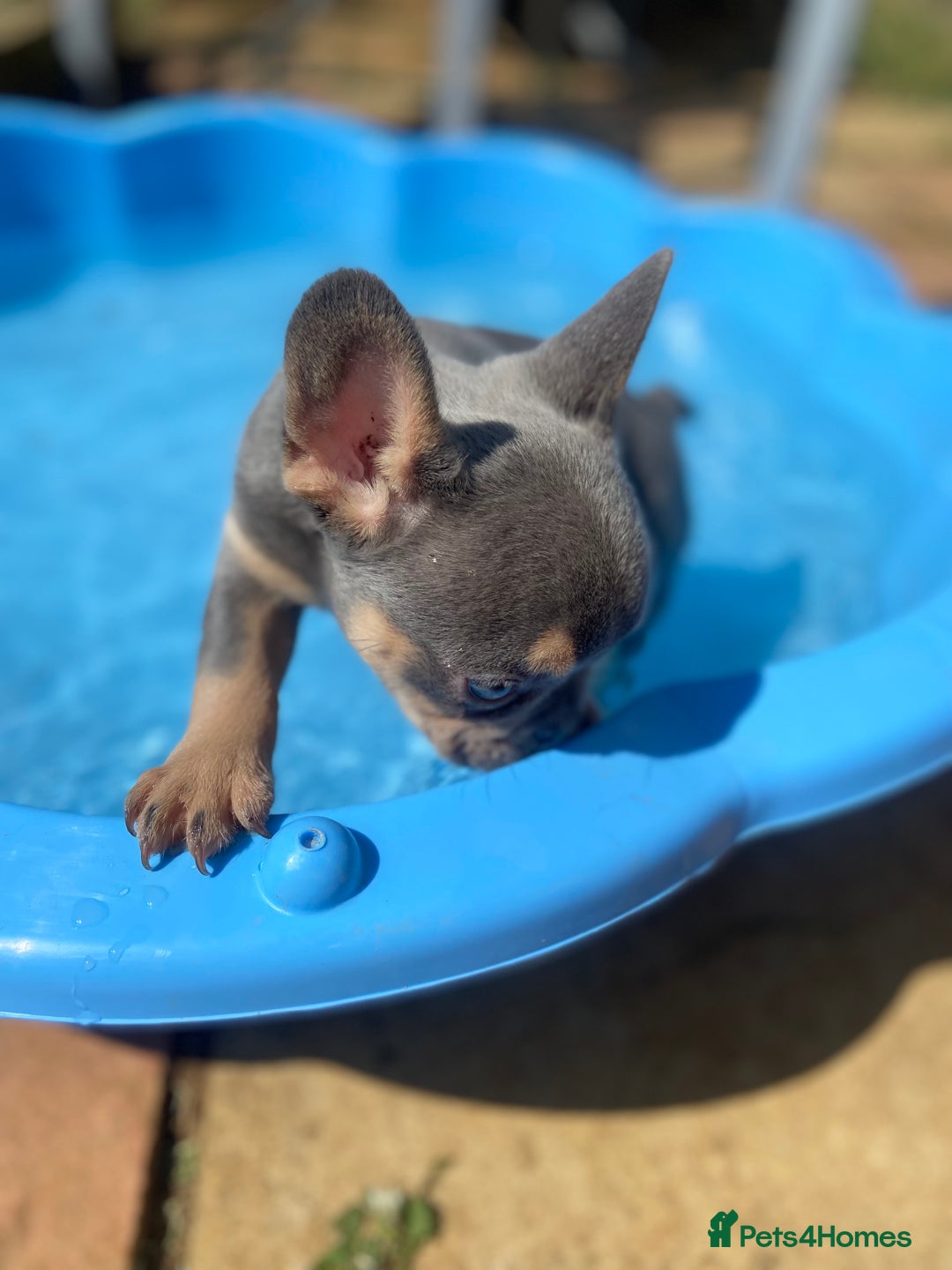 French Bulldog dogs for sale: Lilac and tan flight carrier male  - Image 4