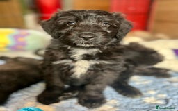 Bordoodle dogs for sale: Bordoodles Raised Right ✨ - Image 5