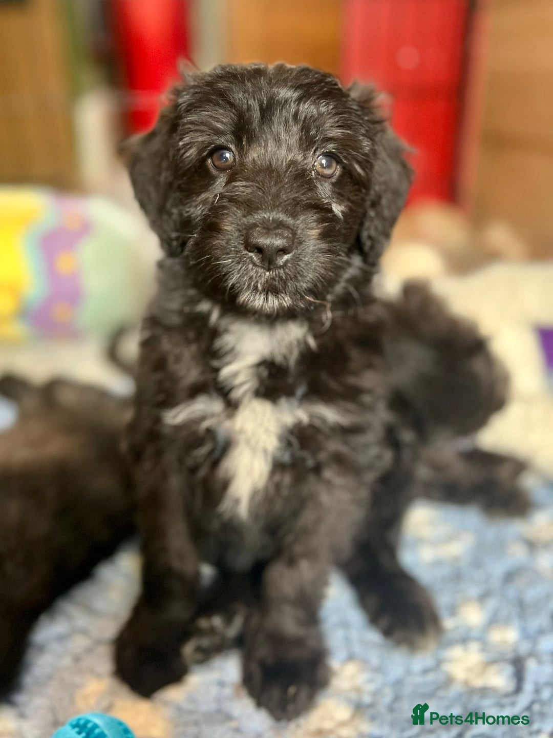 Bordoodle dogs for sale: Bordoodles Raised Right ✨ - Image 5