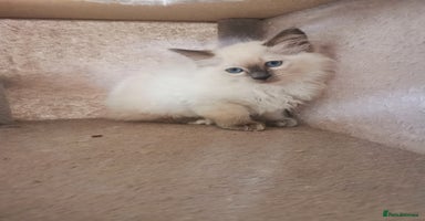 Ragdoll cats - Advert 13
