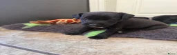 Patterdale Terrier dogs for sale: Beautiful Patterdale 1/4 Lakeland puppies  in Doncaster - Advert 7
