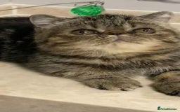 Exotic cats for sale: Exotic shorthair - Advert 2