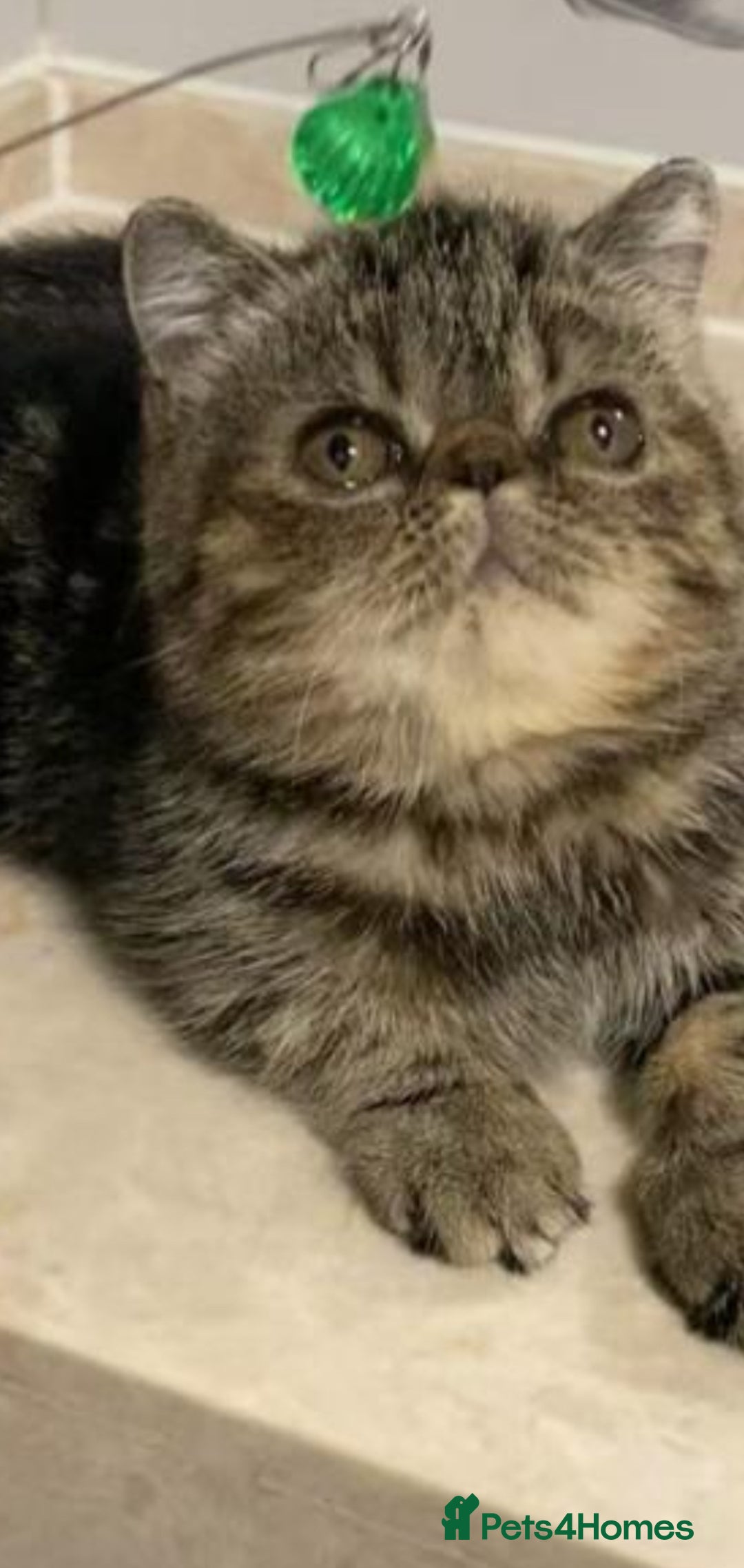 Exotic cats for sale: Exotic shorthair - Advert 2