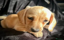 Miniature Dachshund dogs for sale: Miniature dachshund puppies  - Advert 18