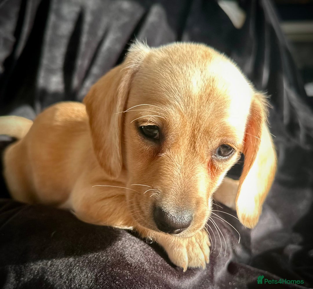 Miniature Dachshund dogs for sale: Miniature dachshund puppies  - Advert 18