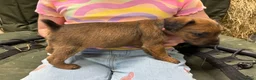 Patterdale Terrier dogs for sale: Patterdale cross Lakeland  - Advert 2