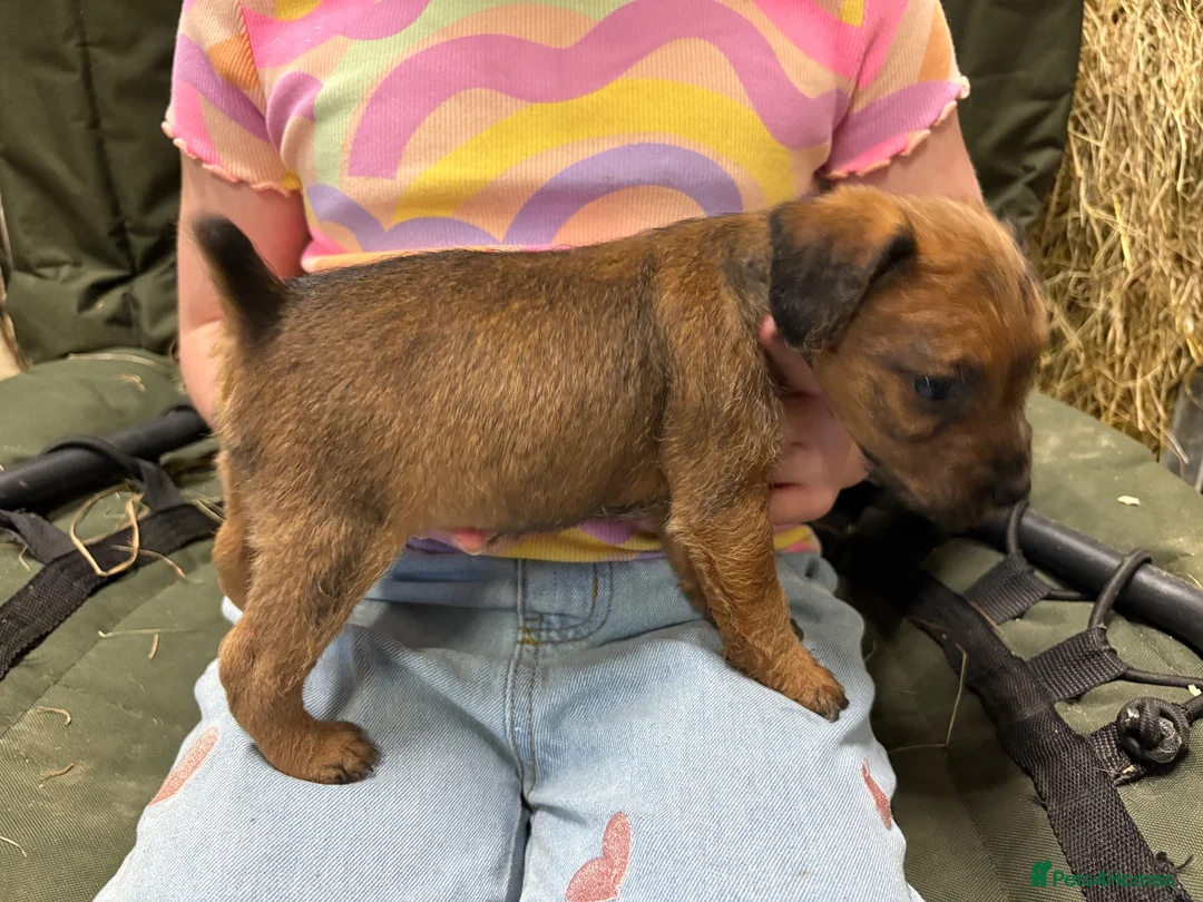 Patterdale Terrier dogs for sale: Patterdale cross Lakeland  - Advert 2