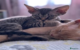 Devon Rex cats for sale: Grey kitten - Image 6