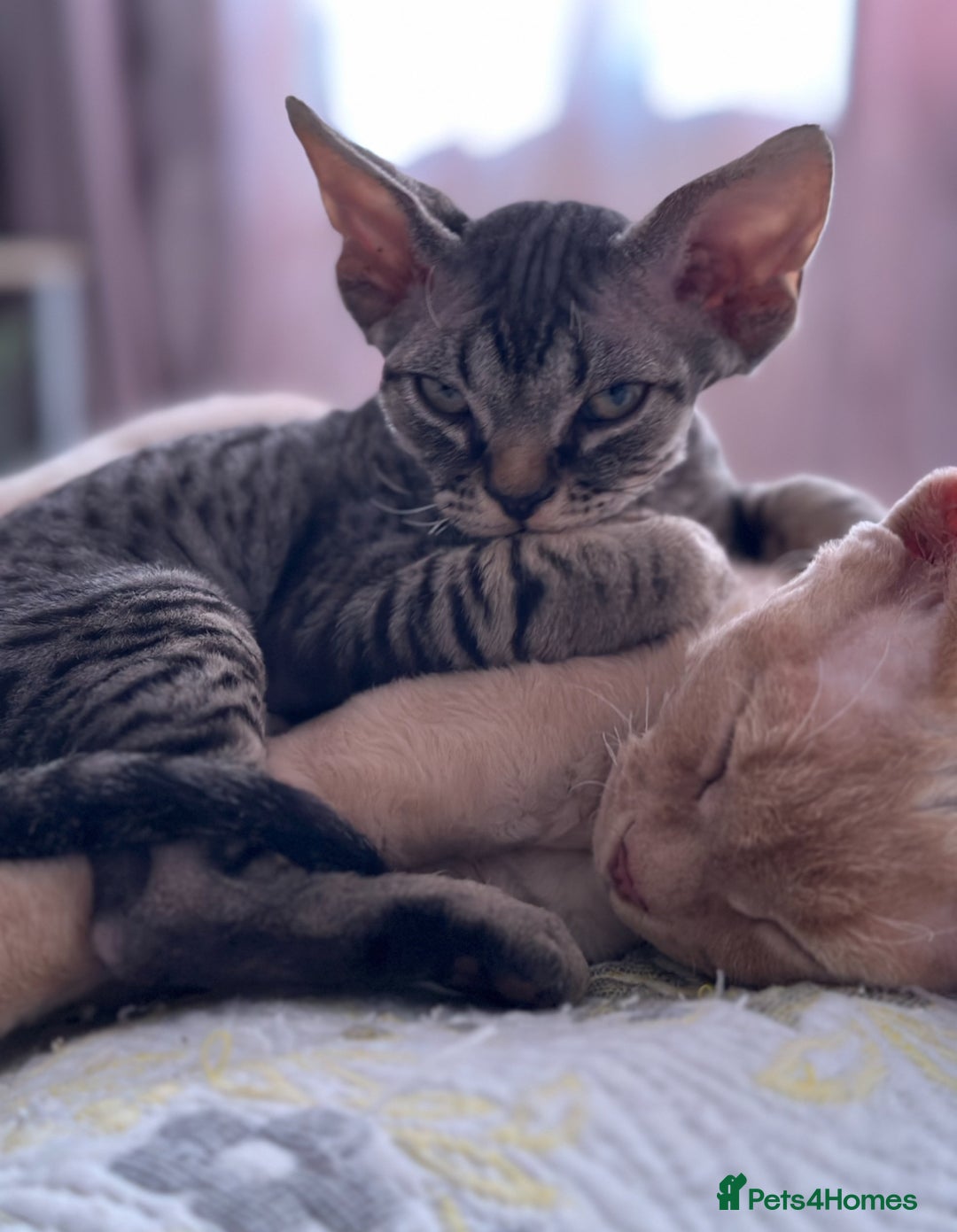 Devon Rex cats for sale: Grey kitten - Image 6