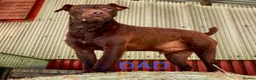 Patterdale Terrier dogs for sale: Beautiful Patterdale Bitch (docked & declawed)  - Advert 9