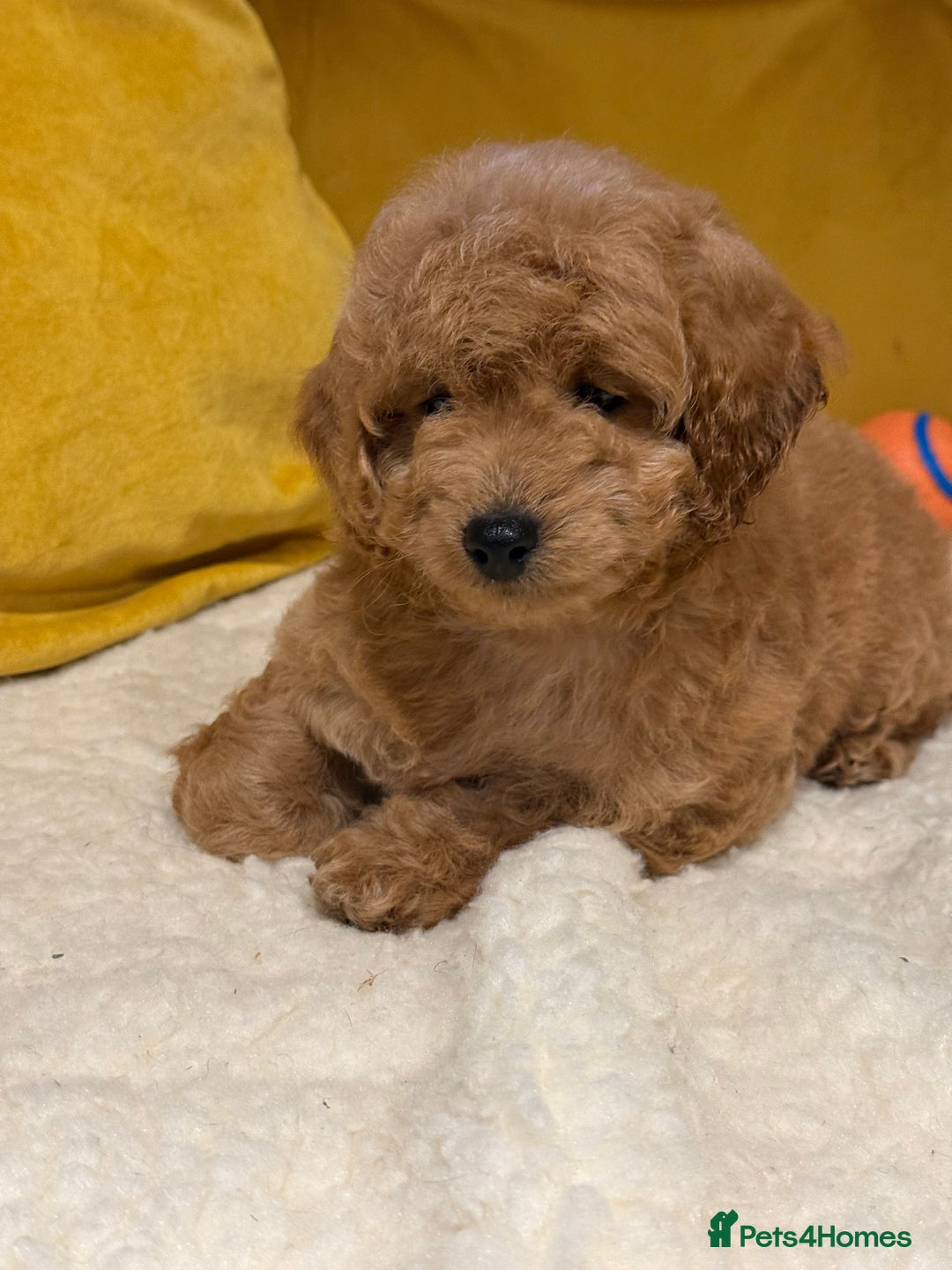 Cockapoo dogs for sale: Absolutely stunning puppies  - Advert 9