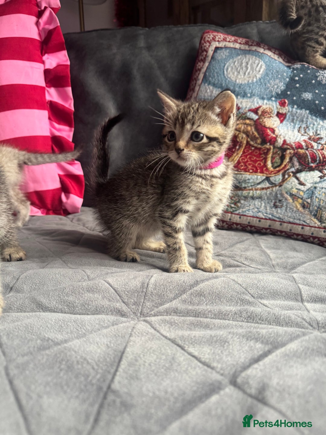 Mixed Breed cats for sale: Kittens needing loving homes  - Advert 15