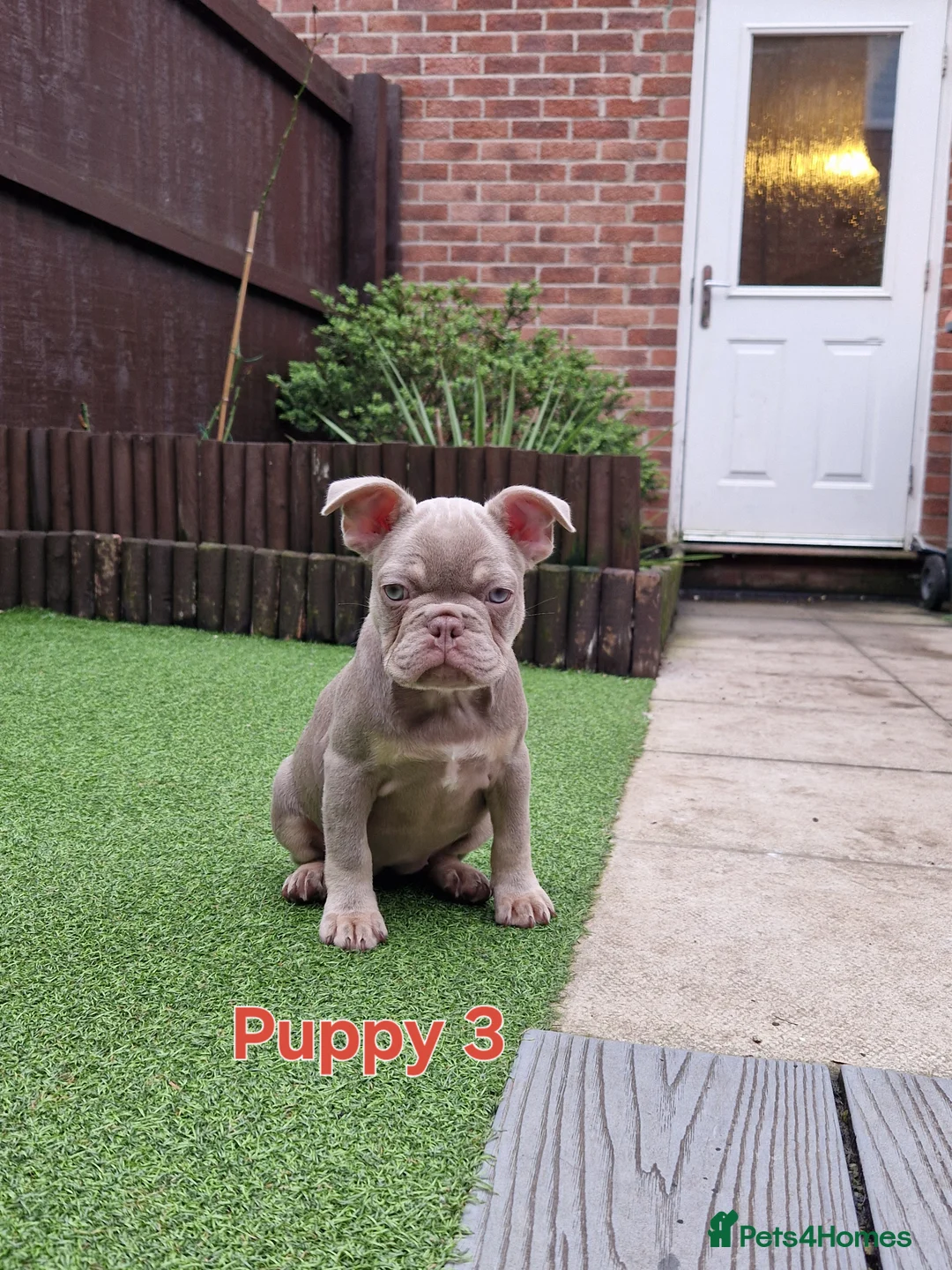 French Bulldog dogs for sale: Puppies  - Advert 7