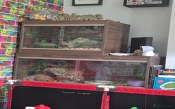 Corn Snake reptiles for sale: Corn snake and everything  - Image 2