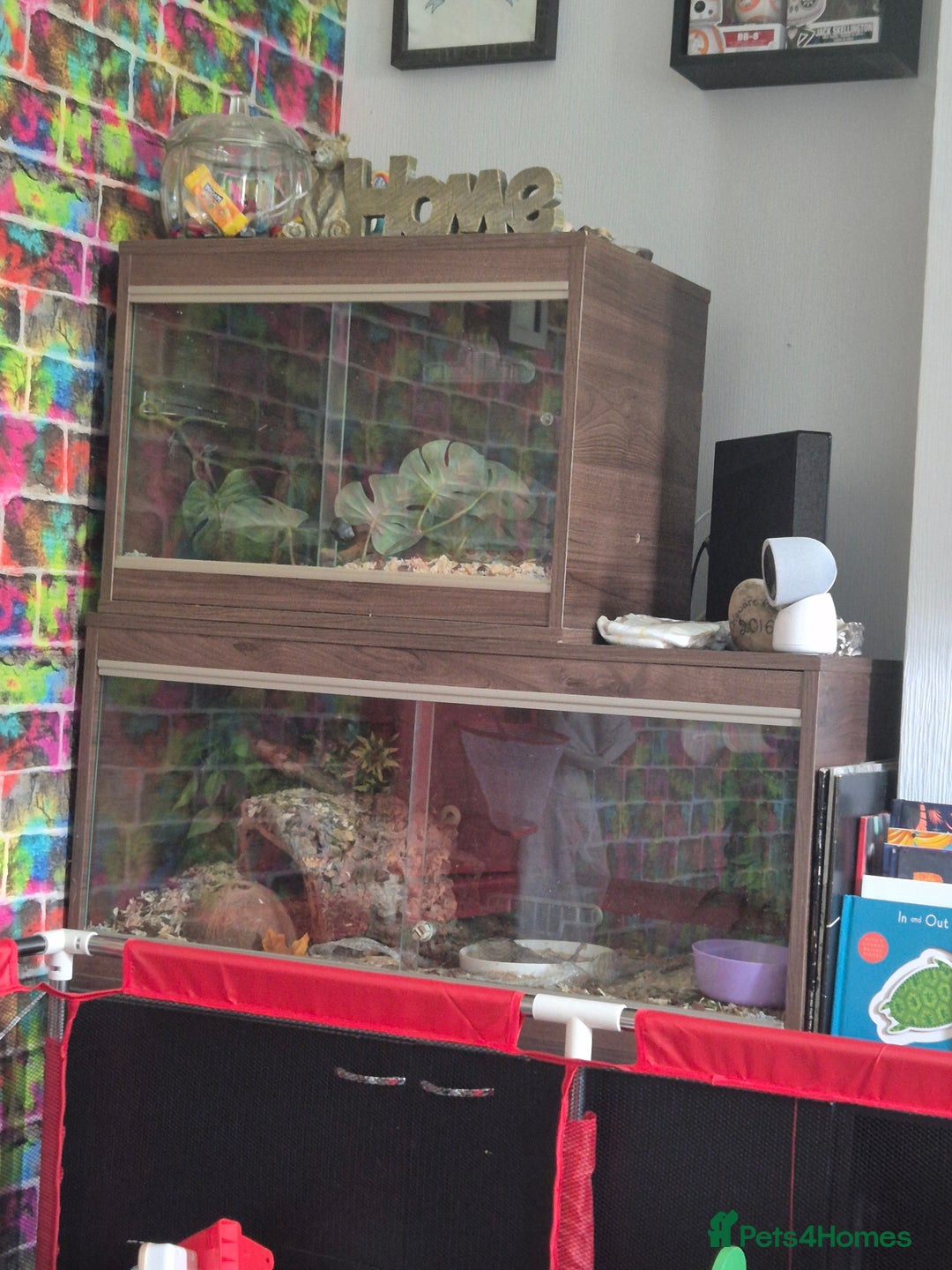 Corn Snake reptiles for sale: Corn snake and everything  - Image 2