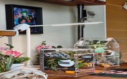 Spiders invertebrates for sale: 3 x female young adult jumping  spiders phidippus - Image 8