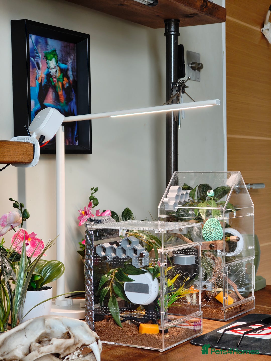 Spiders invertebrates for sale: 3 x female young adult jumping  spiders phidippus - Image 8