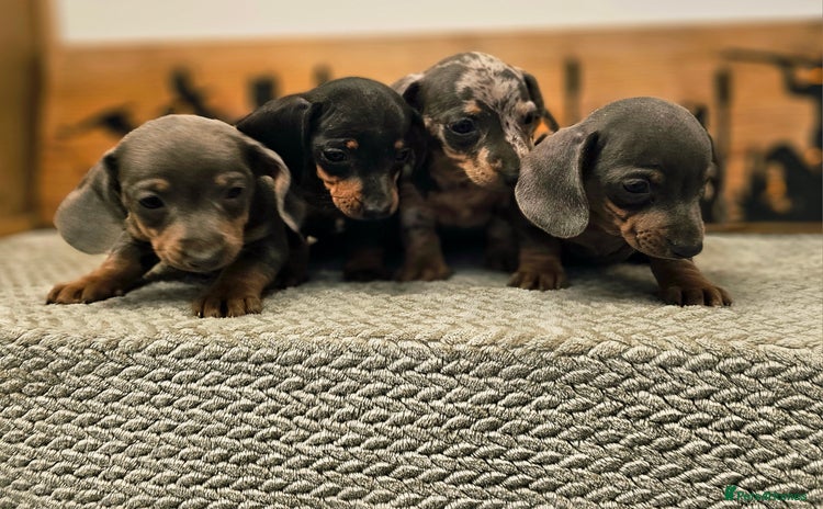 Miniature Dachshund dogs - Advert 3