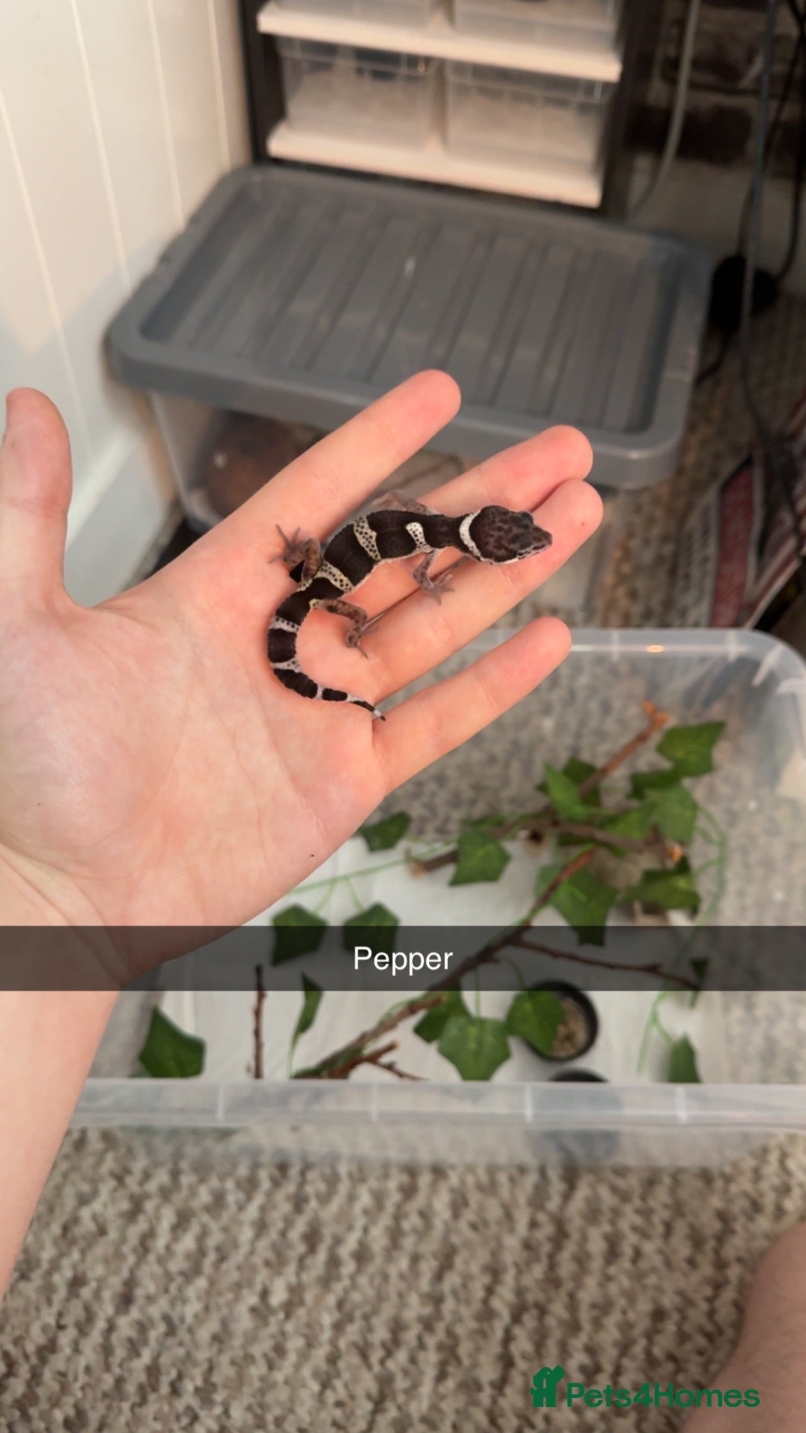 Leopard Gecko reptiles Black night x Super snow babies🔥🔥🔥 - Advert 9