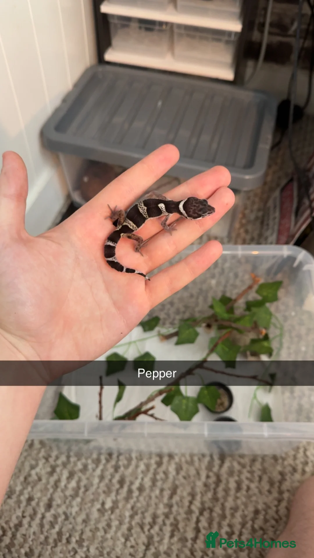 Leopard Gecko reptiles for sale: Black night x Super snow babies🔥🔥🔥 - Advert 1