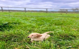 Labrador Retriever dogs for sale: Gorgeous KC reg Lab puppies, ready now! - Image 2