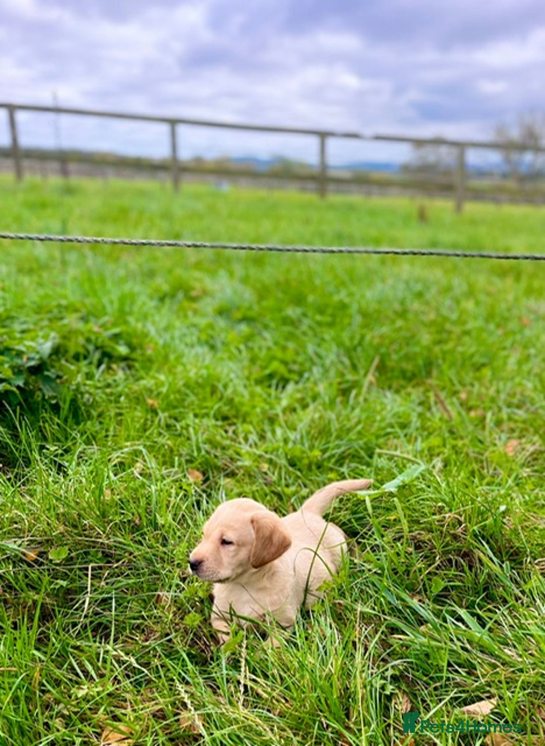 Labrador Retriever dogs for sale: Gorgeous KC reg Lab puppies, ready now! - Image 2