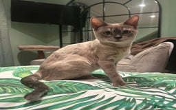 Bengal cats for sale: Beautiful Blue Mink Bengal Girl - Image 1