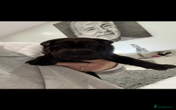 Shar Pei dogs for sale: REDUCED!! AND READY!!🔥 BEAUTIFUL SHARPEI PUPS 🔥  - Image 3