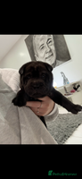 Shar Pei dogs 2 boys left!! BEAUTIFUL SHARPEI PUPS 🔥 - Advert 1